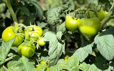 Principales plagas en el tomate